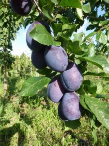 Prunus domestica 'Jojo'