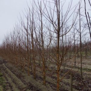 Prunus maackii (stambusk)