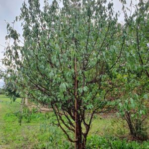 Prunus serrula (stambusk)